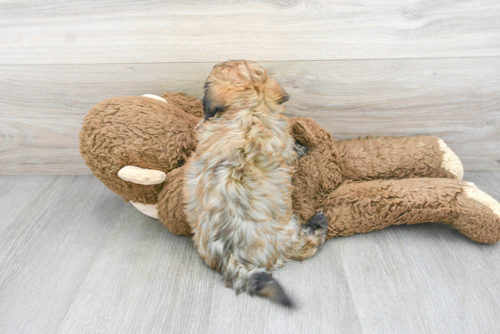 Havanese Pup Being Cute