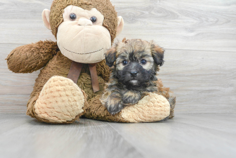 Sweet Havanese Purebred Puppy