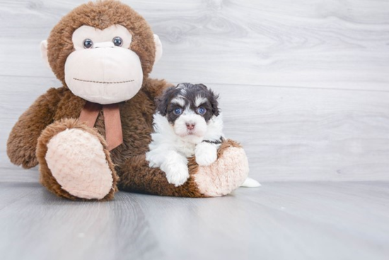 Havanese Pup Being Cute