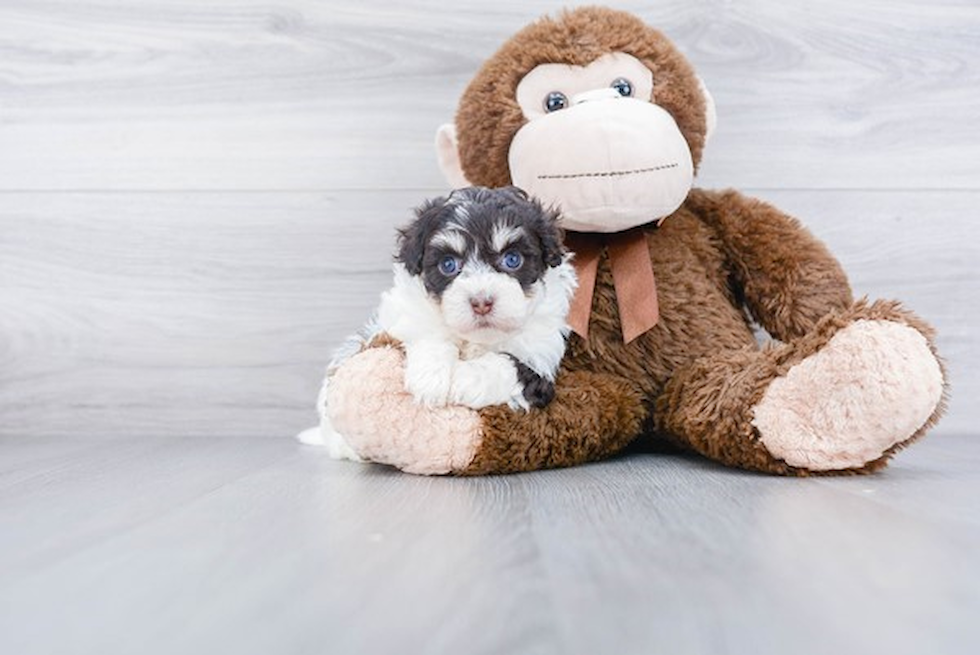 Happy Havanese Purebred Puppy