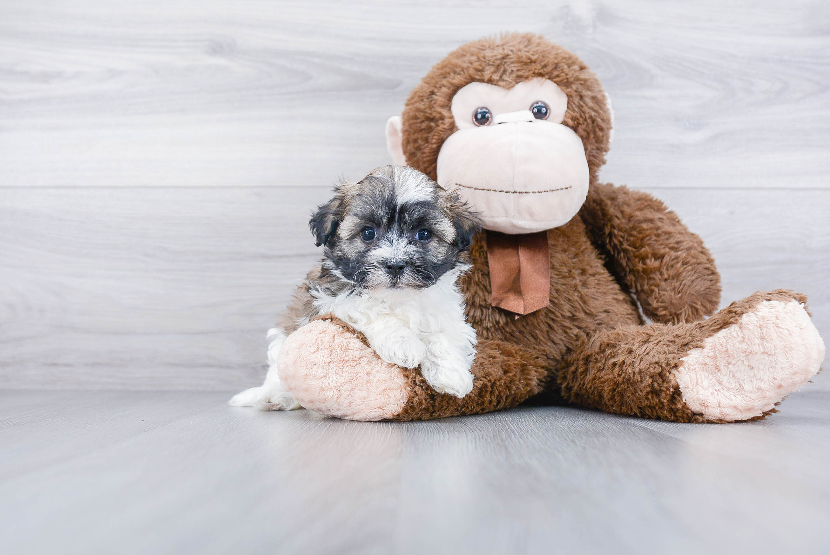 Happy Havanese Purebred Puppy