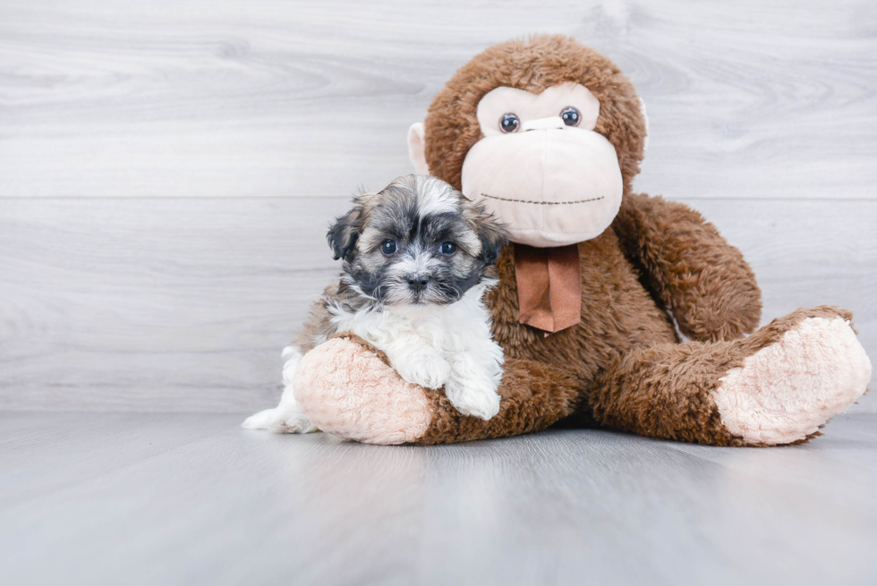 Happy Havanese Purebred Puppy