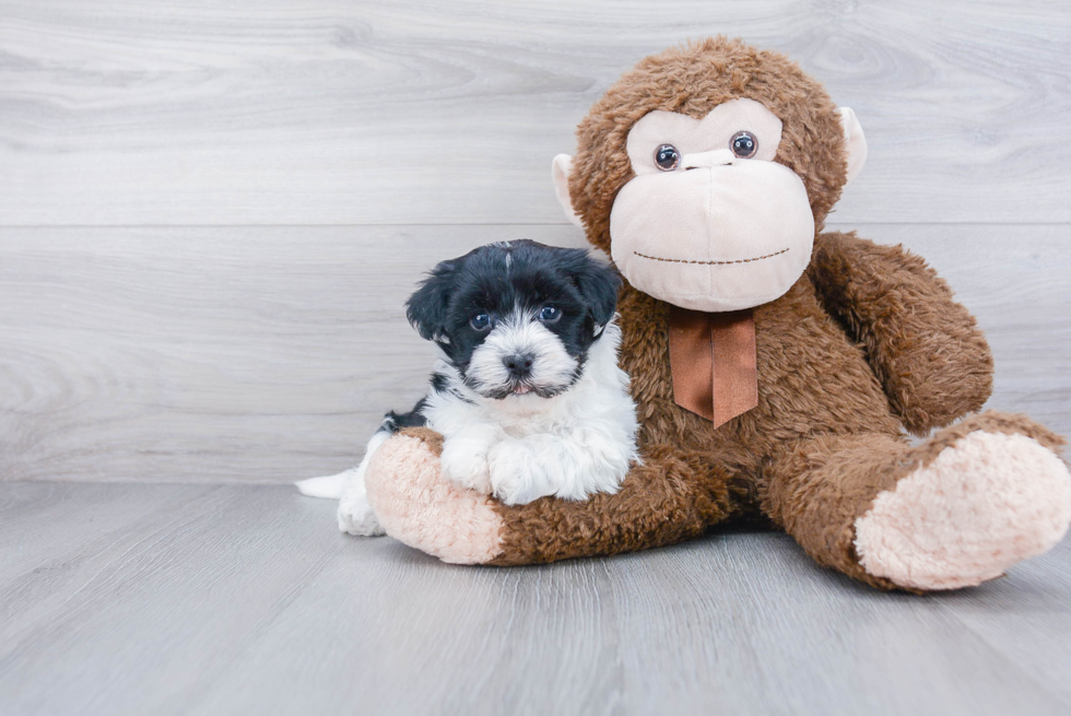 Havanese Pup Being Cute