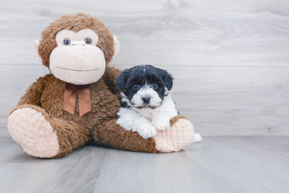 Small Havanese Baby