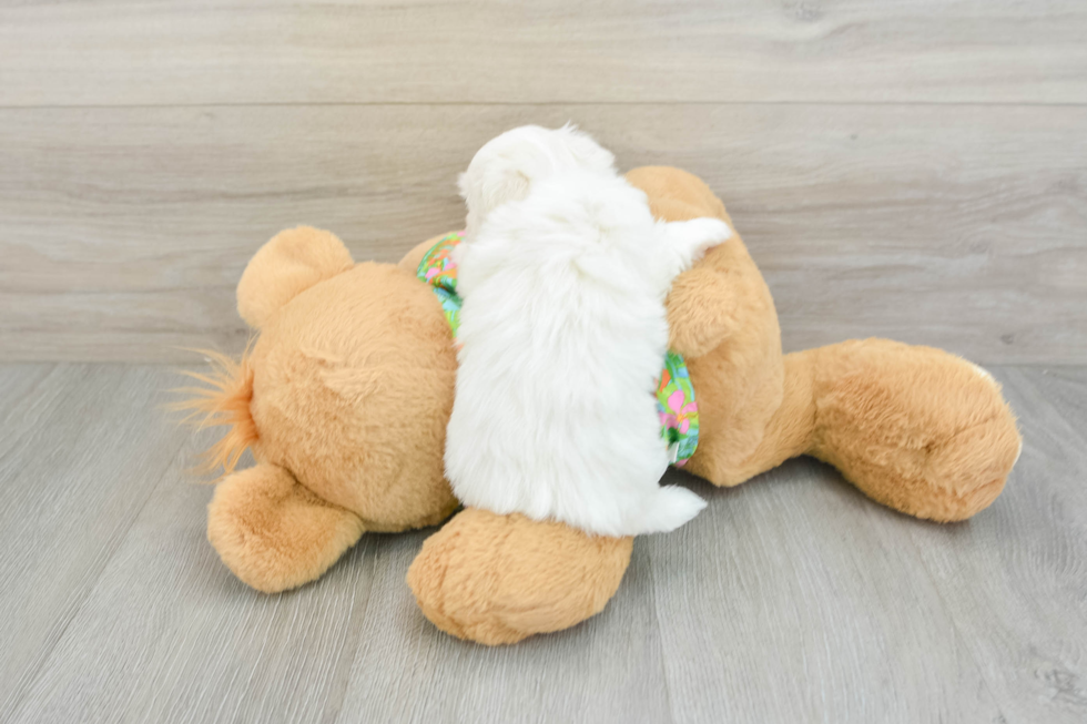 Havanese Pup Being Cute