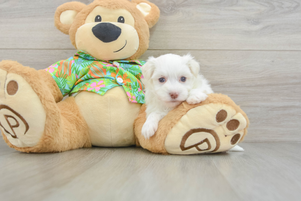 Funny Havanese Baby