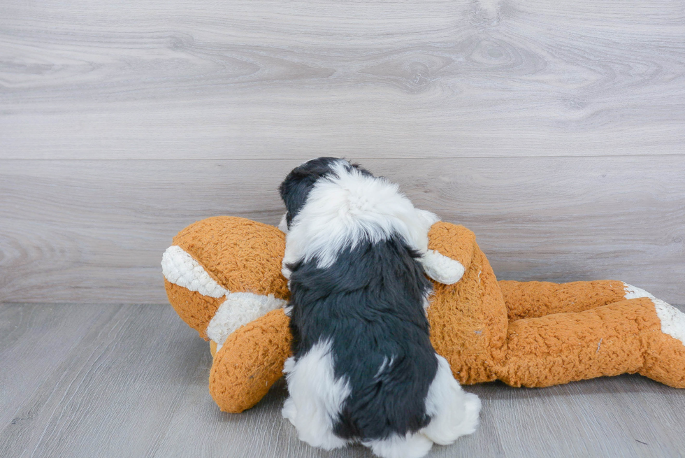 Small Havanese Baby