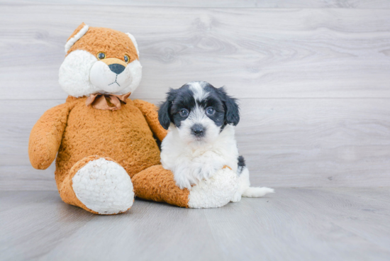 Energetic Havanese Purebred Puppy