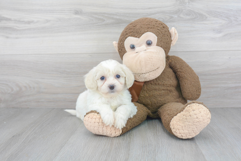 Havanese Puppy for Adoption