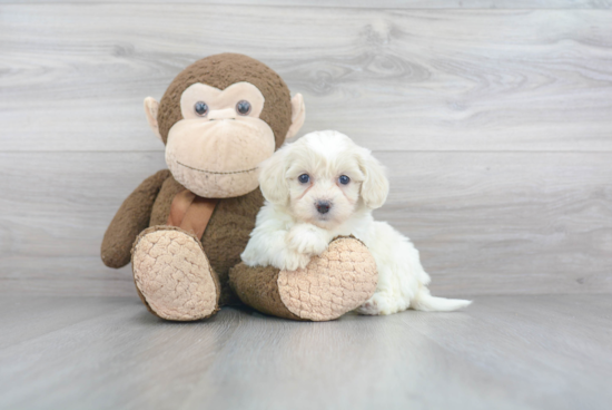 Best Havanese Baby