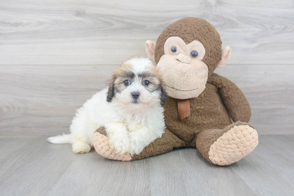 Havanese Pup Being Cute