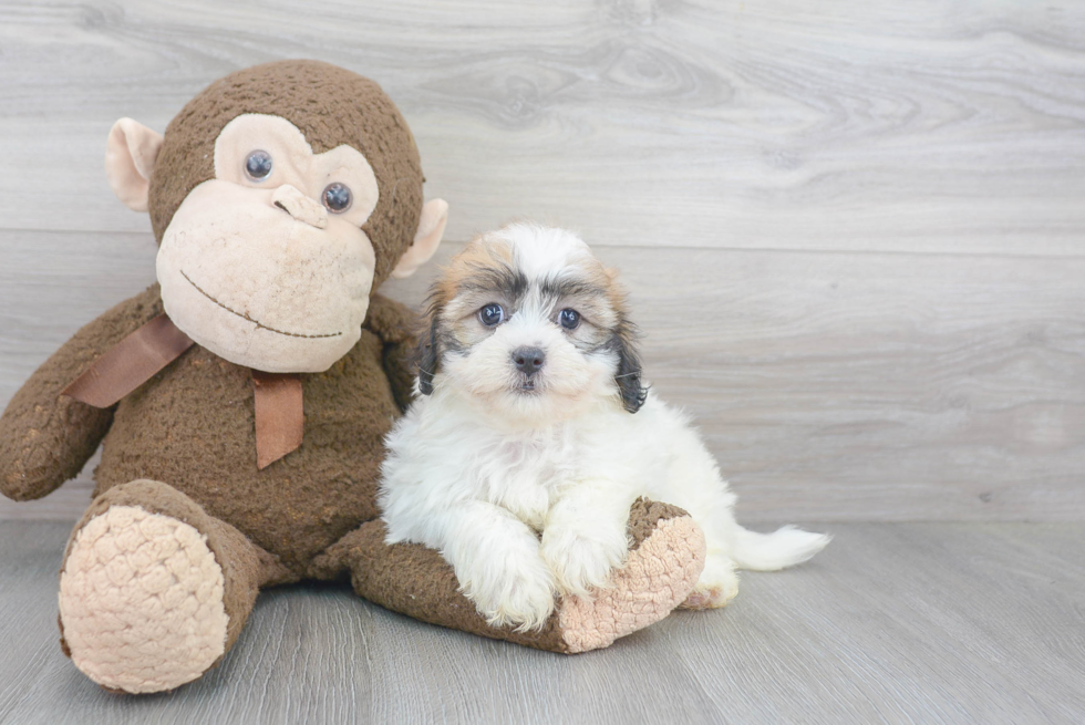 Adorable Havanese Purebred Puppy