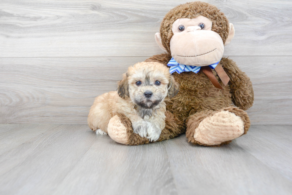 Havanese Pup Being Cute