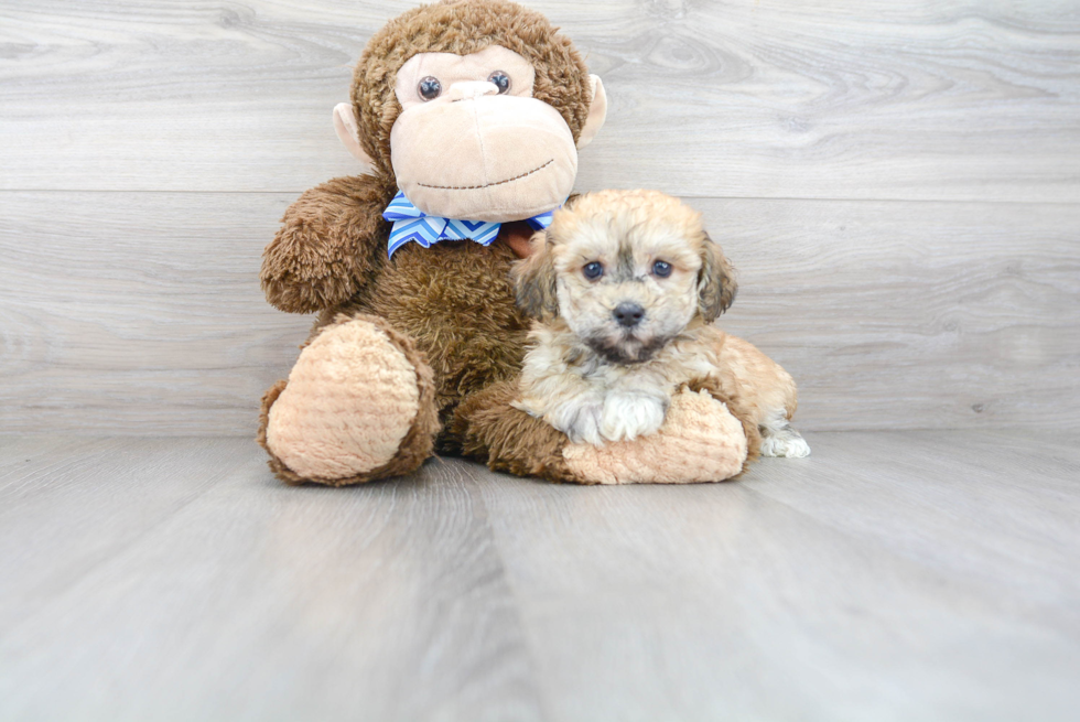 Sweet Havanese Purebred Puppy