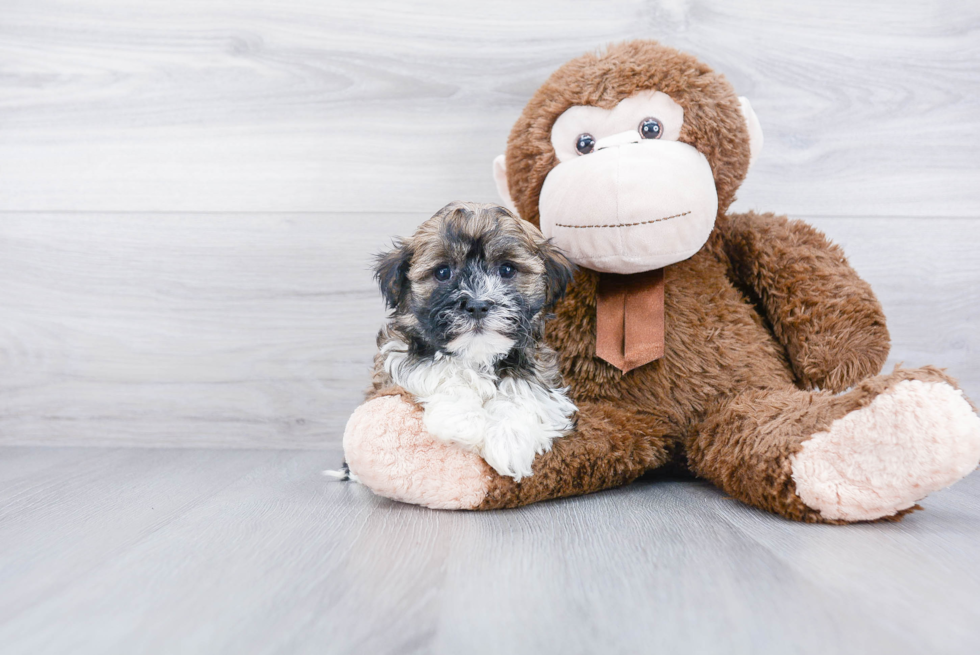 Havanese Pup Being Cute