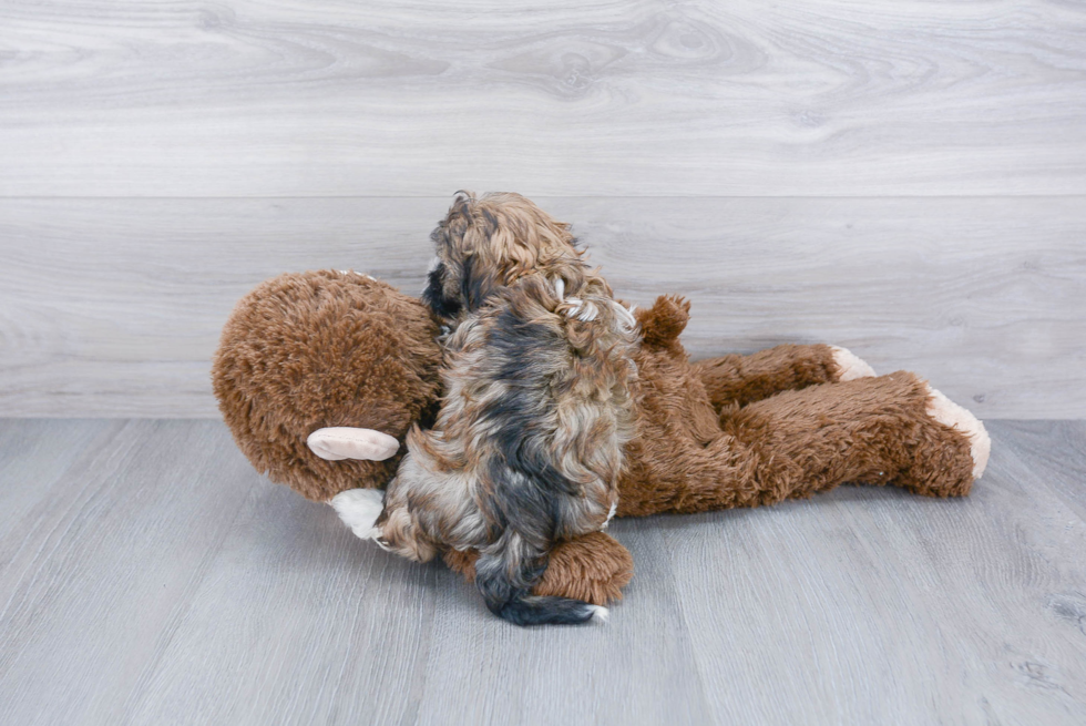 Friendly Havanese Baby