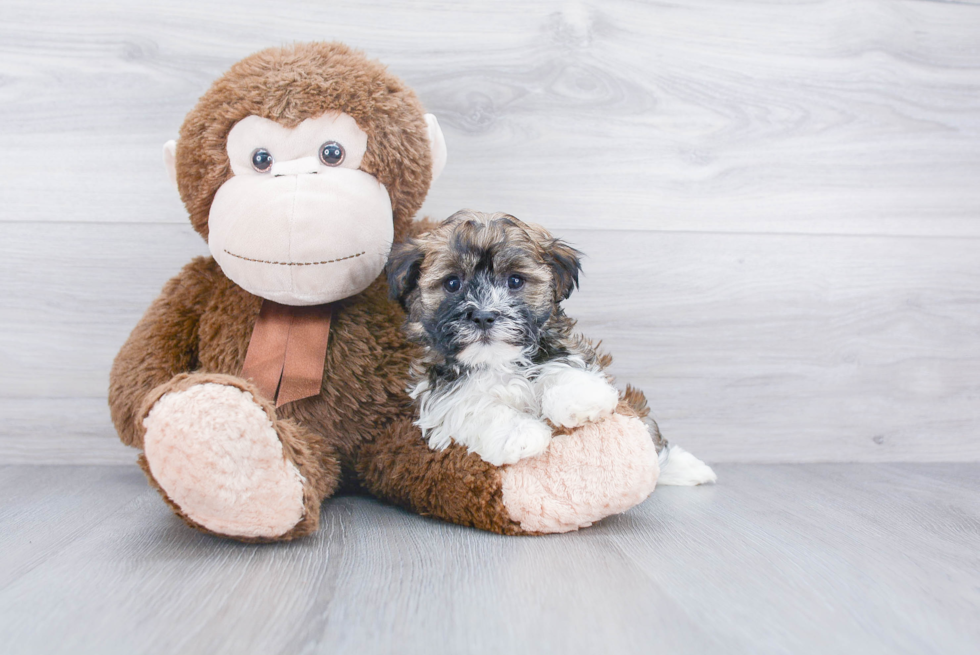 Small Havanese Purebred Pup