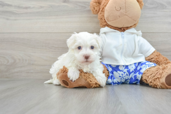 Funny Havanese Purebred Pup