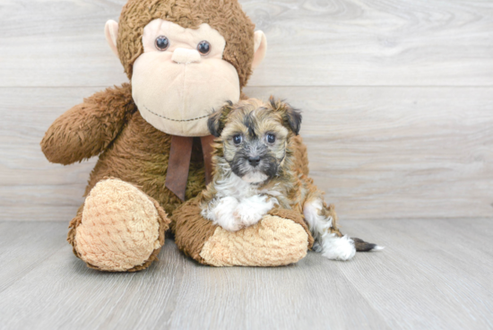 Energetic Havanese Purebred Puppy