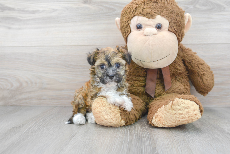 Havanese Pup Being Cute