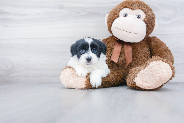 Havanese Pup Being Cute