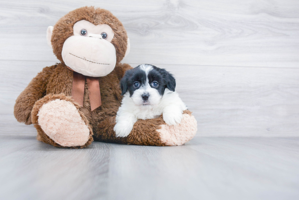 Adorable Havanese Purebred Puppy