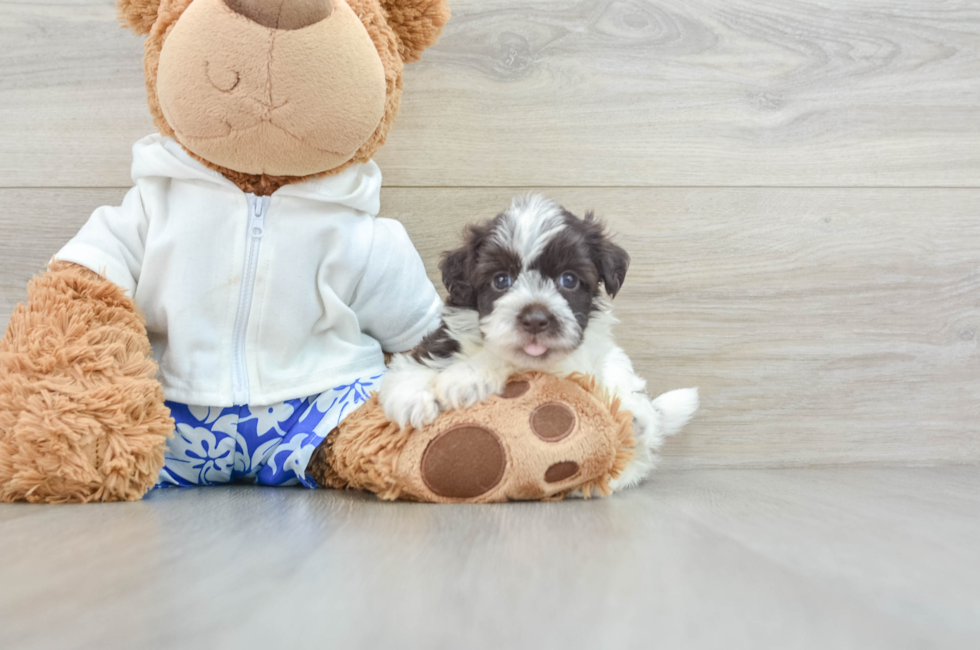 7 week old Havanese Puppy For Sale - Premier Pups