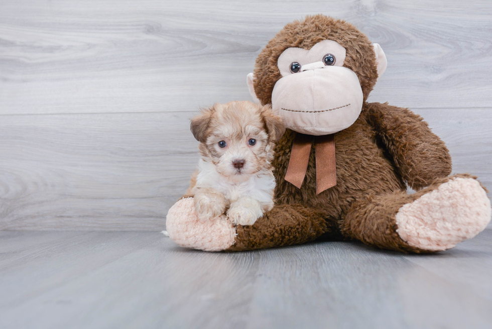 Small Havanese Baby