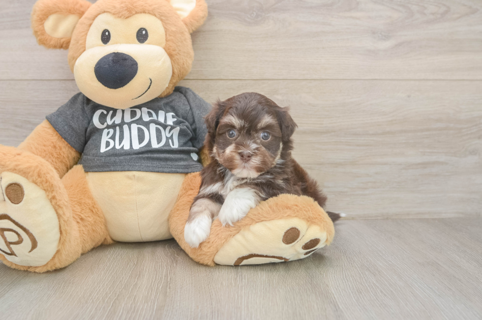 5 week old Havanese Puppy For Sale - Premier Pups
