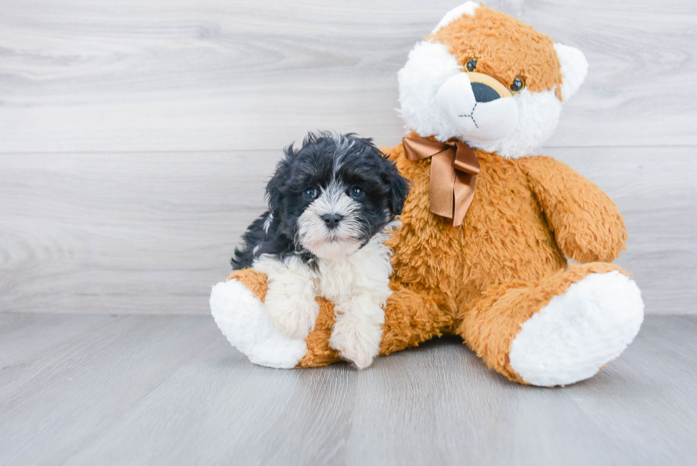 Fluffy Havanese Purebred Puppy