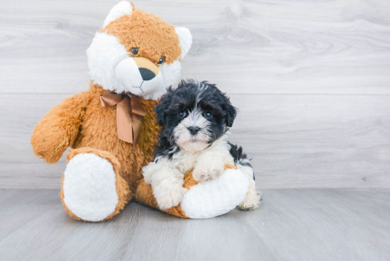 Havanese Pup Being Cute