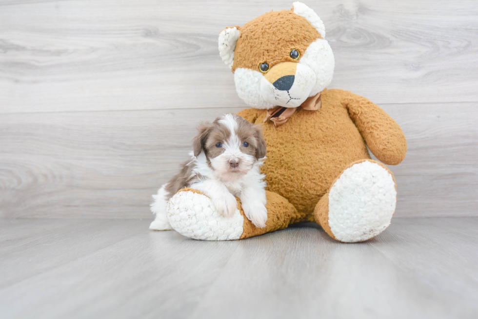 Havanese Pup Being Cute