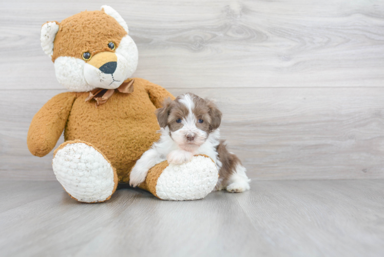 Little Havanese Purebred Pup