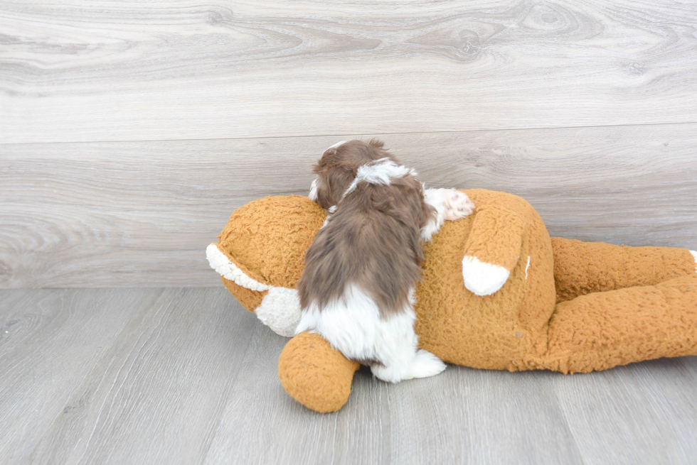 Playful Havanese Purebred Pup