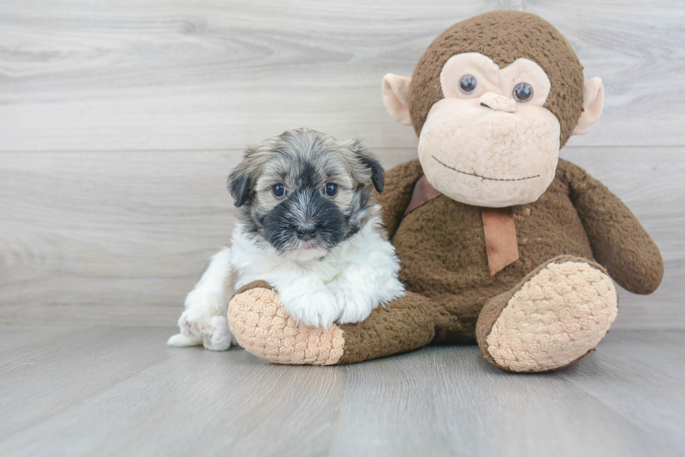 Cute Havanese Purebred Puppy