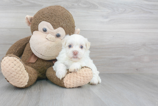 Havanese Puppy for Adoption