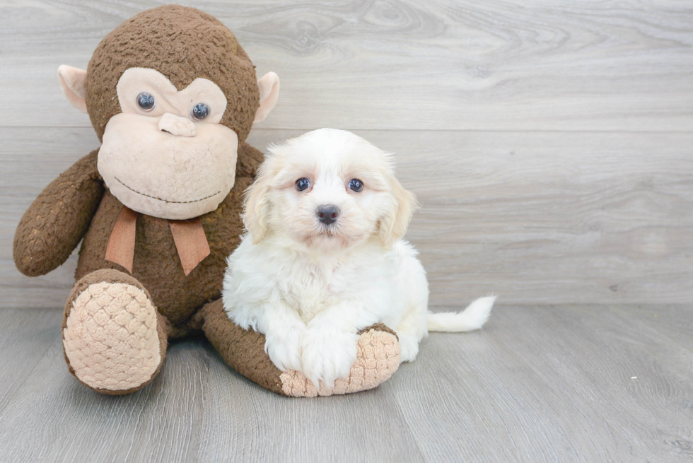 Havanese Pup Being Cute