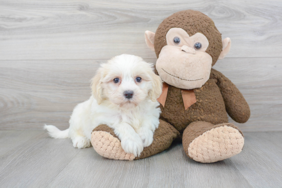 Havanese Pup Being Cute