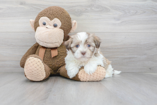 Havanese Pup Being Cute