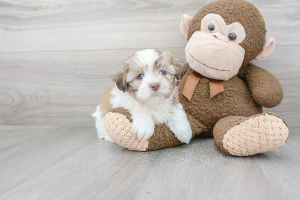 Havanese Pup Being Cute