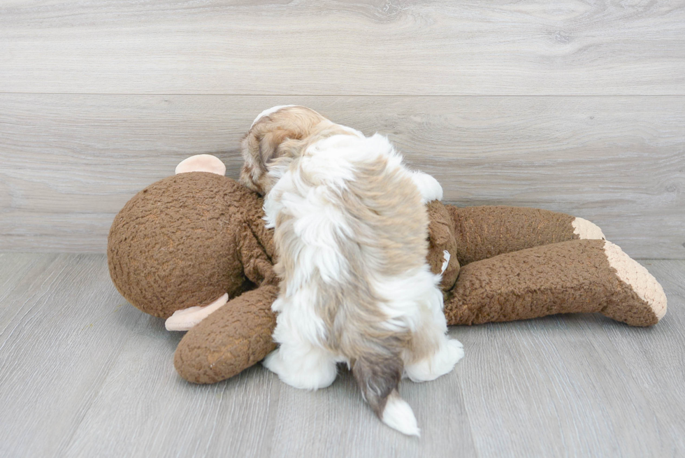 Akc Registered Havanese Purebred Pup