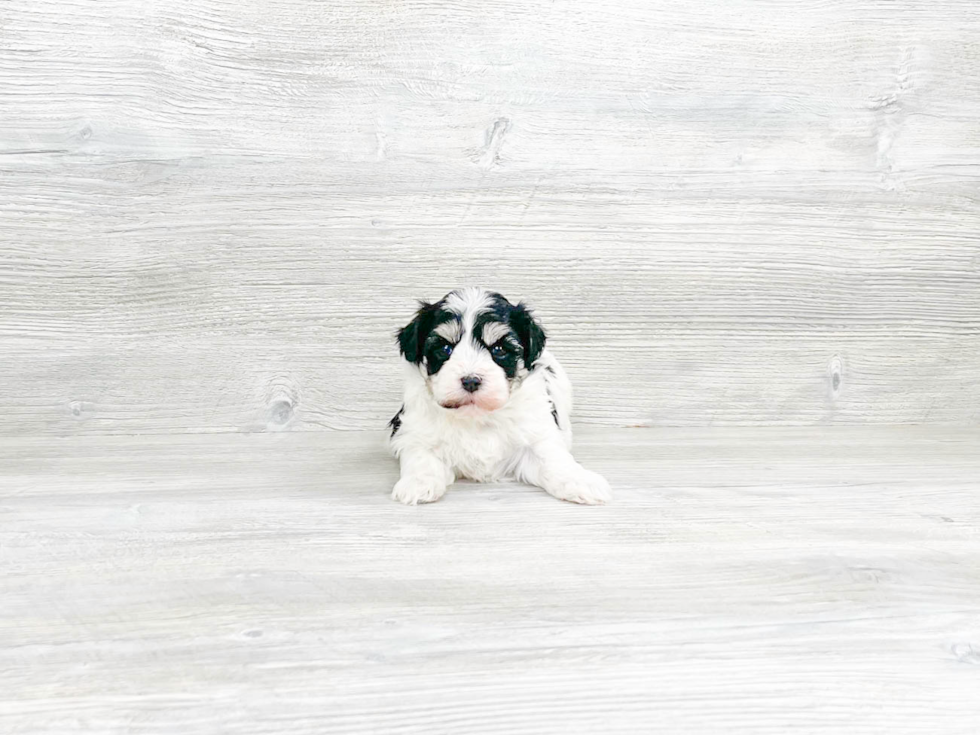 Popular Havanese Baby