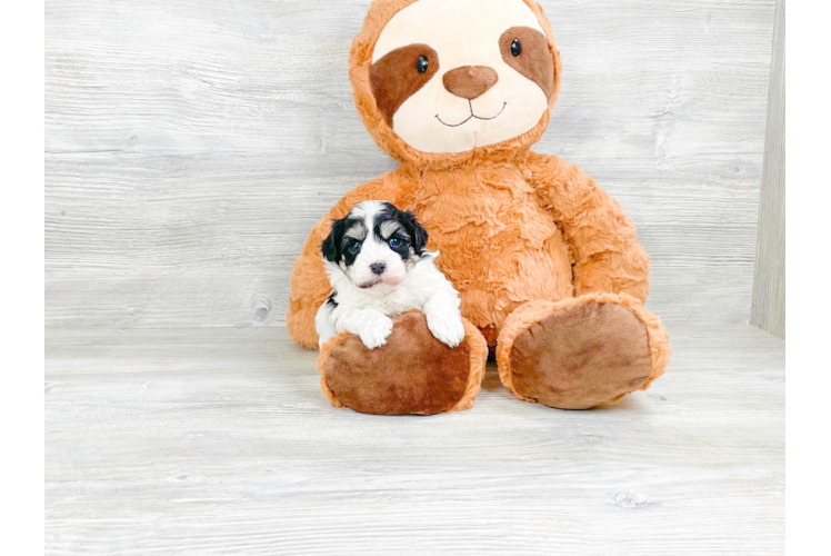 Adorable Havanese Purebred Puppy