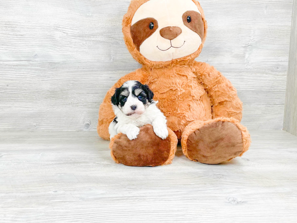 Adorable Havanese Purebred Puppy