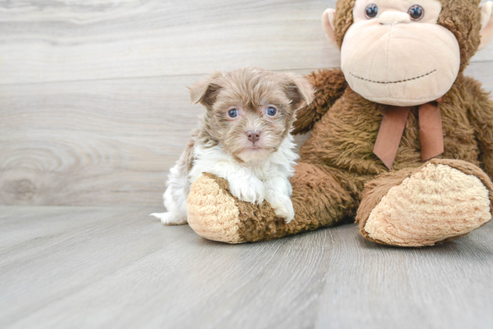 Popular Havanese Purebred Pup