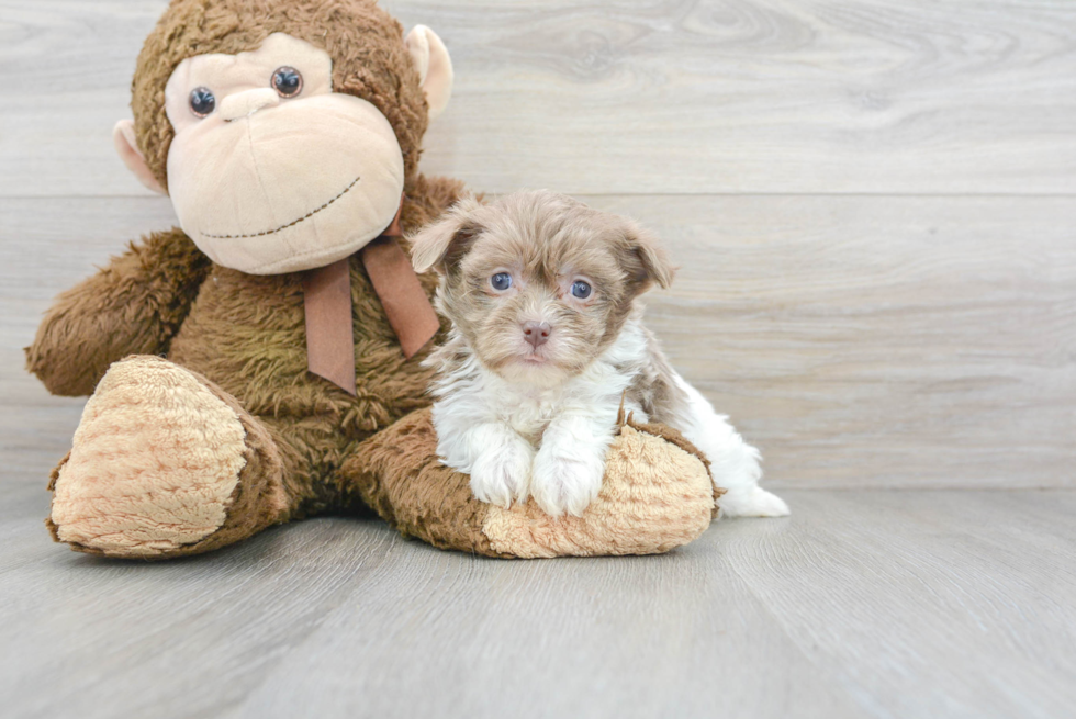 Akc Registered Havanese Baby