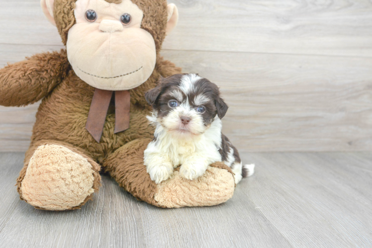 Havanese Pup Being Cute