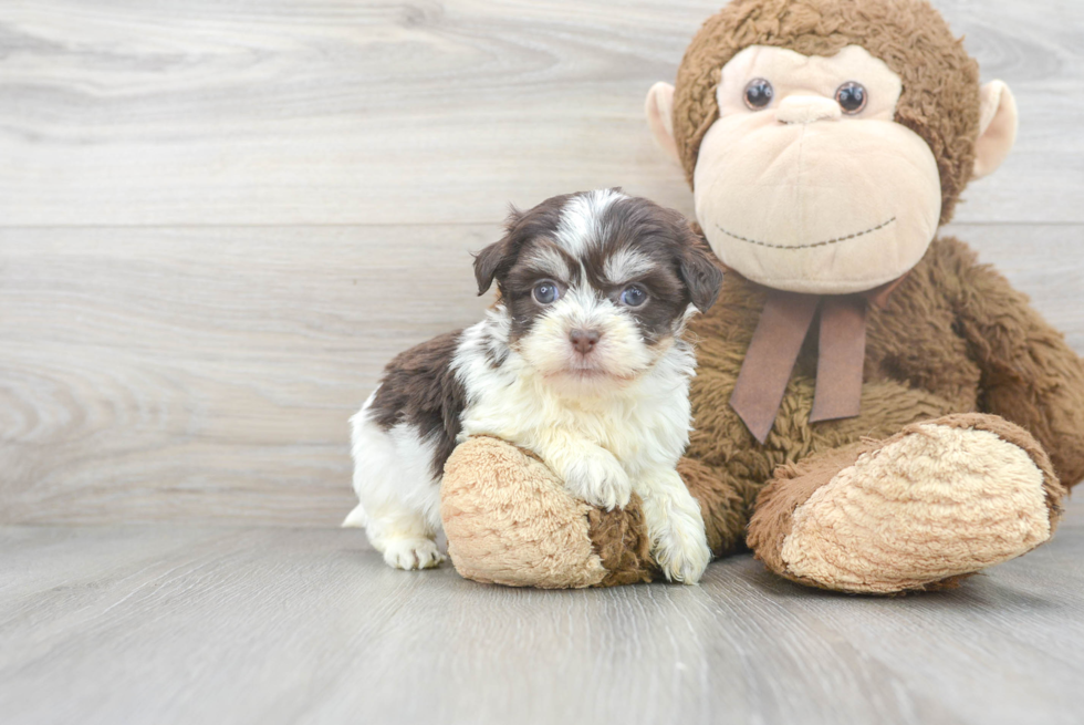 Havanese Puppy for Adoption