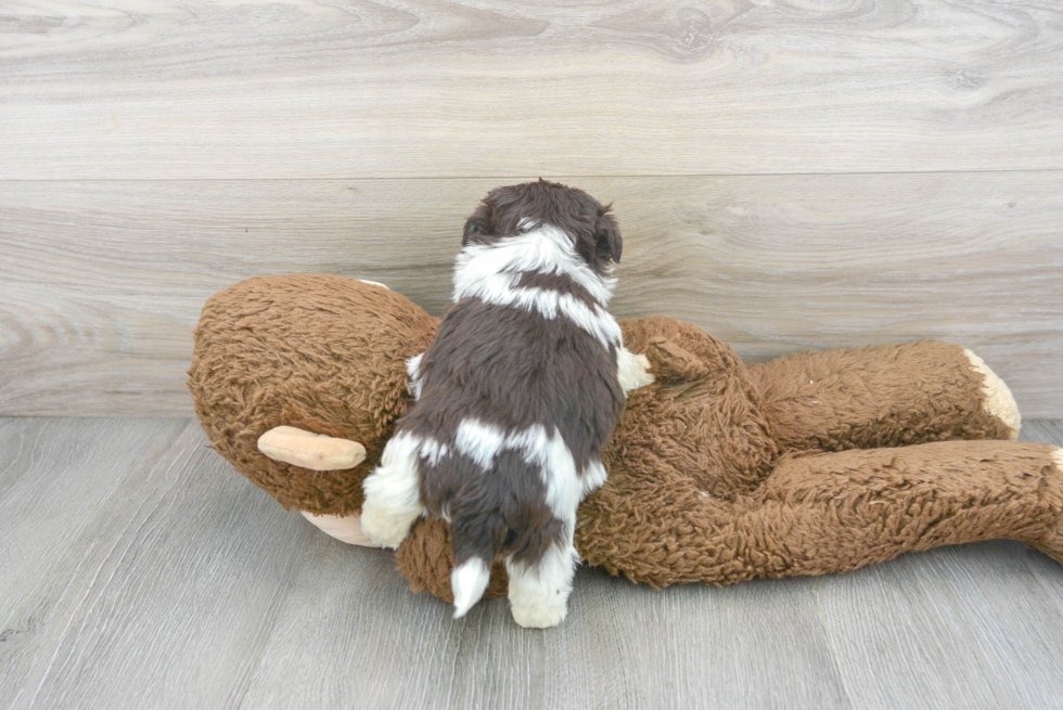 Small Havanese Purebred Pup