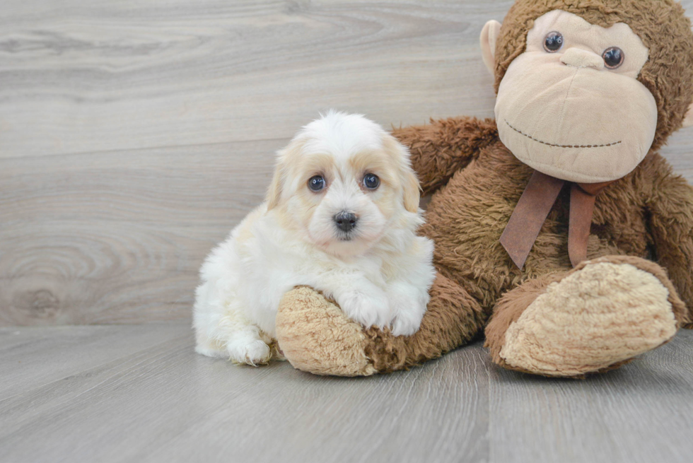 Best Havanese Baby